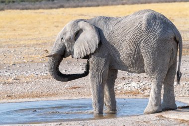 Namibya 'daki Etosha Ulusal Parkı' ndaki bir su birikintisinden su içen dev bir Afrika Fili Loxodonta Afrika 'nın telefon çekimi..