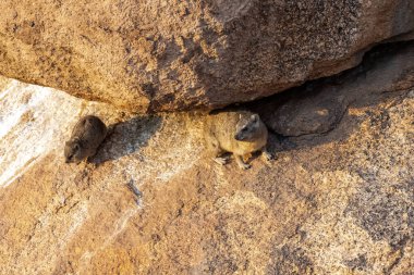 Hyrax ya da Dassie Procavia eskortu filin en yakın evrimsel akrabasıdır. Burada Spitzkoppe, Namibya yakınlarındaki kayalara tırmanırken görülmüş..