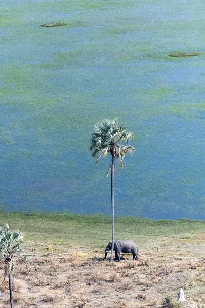 stock image Aerial Telephoto shot of an African Elephant standing close to a palm tree, about to rub its head against it. Okavango Delta, Botswana.