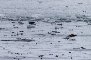 Adelie Penguenleri 'nin telefonu Pygoscelis Adelia- Antarktika Yarımadası boyunca Prospect Point yakınlarında suya girip çıkıyor.