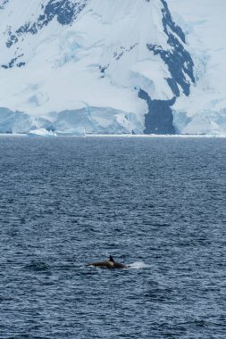 Anvers Adası yakınlarındaki Antarktika yarımadasının sularında yüzen katil balina grubu Orcinus Orca 'nın manzarası..