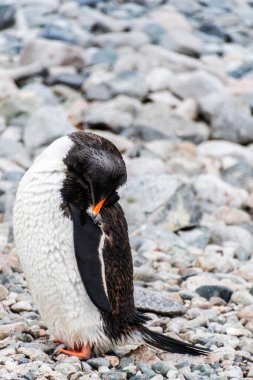 Antarktika Yarımadası 'ndaki Cuverville Adası' nda Gentoo Penguen-Pygoscelis papağanının yakın çekimi.