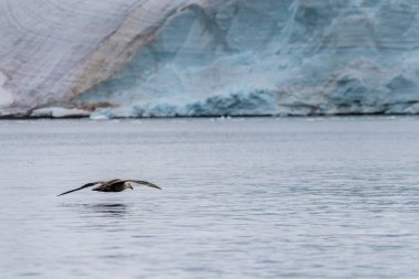 Telephoto of a southern Giant Petrel -Macronectes giganteus- flying in front of an iceberg in Antarctica. clipart