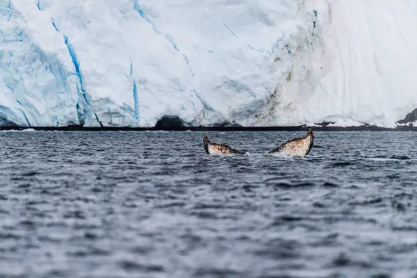 Stock image Close-up of the tail of a diving humpback whale -Megaptera novaeangliae. Image taken in the Graham passage, near Charlotte Bay, Antarctic Peninsula.