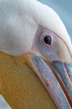 Walvis Bay, Namibya yakınlarındaki büyük beyaz pelikan -Pelecanus onocrotalus 'un telefon görüntüsü.