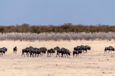 Connochaetes Taurinus adındaki mavi bir antilop sürüsünün, Etosha Ulusal Parkı, Namibya ovalarında yürüdüğünü gösteren telefoto görüntüsü..
