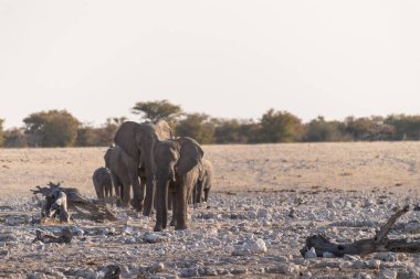 Afrika fili Loxodonta Afrikana sürüsü içmek ve banyo yapmak için Namibya 'daki Etosha Ulusal Parkı' ndaki bir su birikintisine yaklaşıyor..
