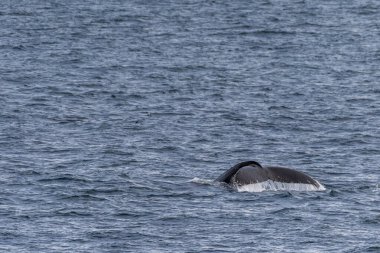 Antarktika Yarımadası 'ndaki Anvers Adası yakınlarında sahnenin etkisi. Ön planda dalış yapan bir kambur balina -Megaptera novaeanglie- gösteriliyor.