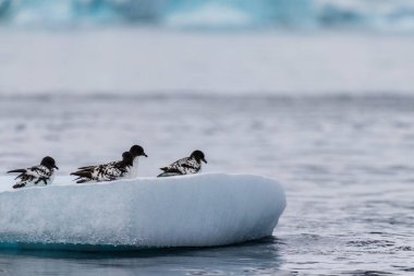 Antarktika Yarımadası 'ndaki Danco Adası' nın yakınlarındaki bir buzdağının üzerinde duran dört Cape Petrels Burnu 'nun yakın plan fotoğrafı.