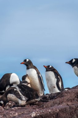 Gentoo Penguen-Pygoscelis Papua 'nın Antarktika yarımadasındaki Cierva Koyu kolonisindeki yavrularıyla yakın çekimi.