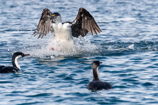 stock image Close-up of an Antarctic Shag -Leucocarbo bransfieldensis- landing at sea near Mikkelsen Harbour, Trinity Island, on the Antarctic Peninsula