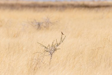 Namibya 'daki Etosha Ulusal Parkı' nda ağaç dalında oturan bir kuşun telefonu..