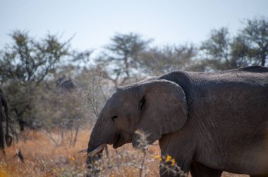 Bir Afrika fili sürüsü -Loxodonta Afrikana- Namibya 'daki Etosha Ulusal Parkı düzlüklerinde otluyor..