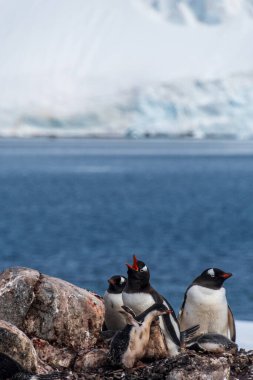 Gentoo Penguen-Pygoscelis Papua 'nın Antarktika yarımadasındaki Cierva Koyu kolonisindeki yavrularıyla yakın çekimi.