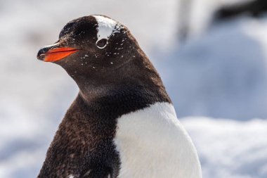 Close-up of a Gentoo Penguin -Pygoscelis papua- walking in a snowy landscape of Trinity Island, on the Antarctic Peninsula