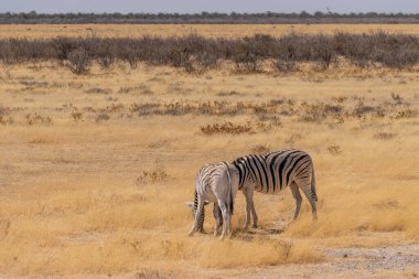 Etosha Ulusal Parkı, Namibya 'nın düzlüklerinde otlayan iki Burchells zebrası -Equus quagga burchelli- tele hoto çekimi.