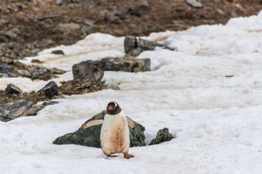 Antarktika Yarımadası 'ndaki Danco adasındaki bir koloninin karlı bir arazisinde penguen otobanı boyunca yürüyen Gentoo Penguen-Pygoscelis papağanının yakın çekimi.