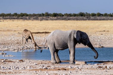 Dev bir Afrika fili Loxodonta Africana 'nın, bir Angolean zürafası, zürafa angolarının, Etosha Ulusal Parkı, Namibya' daki bir su birikintisinin yanında yürürken çekilmiş telefon görüntüsü..