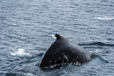 Dalış yapan bir kambur balinanın arkası Megaptera novaeanglia- sırt yüzgeci ve şişme deliği de dahil. Görüntü, Antarktika yarımadasındaki Lemaire kanalının girişinden alınmıştır..