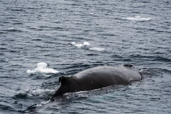 stock image Close-up of the back of a diving humpback whale -Megaptera novaeangliae- including the dorsal fin and blow hole. Image taken inear the entrance of the Lemaire channel, in the Antarctic peninsula.