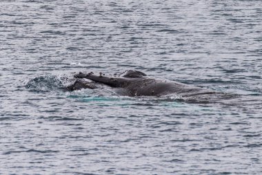 Bir kambur balinanın başına yakın çekim. Megaptera novaeangliae. Görüntü: Lemaire Kanalı, Antarktika Yarımadası.