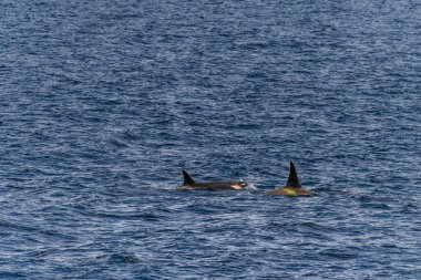Katil balina Orcinus Orca 'nın yakın çekimi, Anvers Adası yakınlarındaki Antarktika yarımadasının sularında yüzüyor..