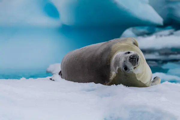 stock image Close-up of a crabeater seal -Lobodon carcinophaga- resting on a small iceberg near the fish islands on the Antarctic peninsula