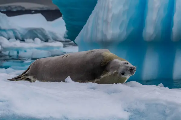 stock image Close-up of a crabeater seal -Lobodon carcinophaga- resting on a small iceberg near the fish islands on the Antarctic peninsula