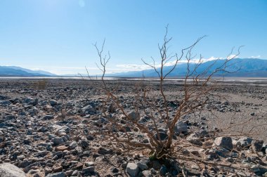 Death Valley landscape on a sunny winter afternoon, near Beatty junction.