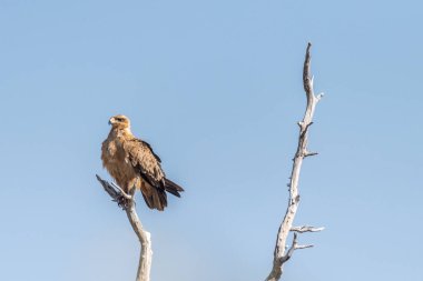 Tawny Eagle 'ın yakın çekimi - Aquila Rapax- Etosha Ulusal Parkı, Namibya' da bir ağaç tepesinde oturuyor..