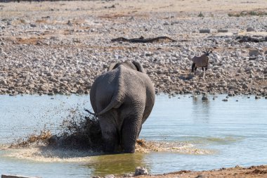 Namibya 'daki Etosha Ulusal Parkı' ndaki bir su birikintisinden su içen dev bir Afrika Fili Loxodonta Afrika 'nın telefon çekimi..