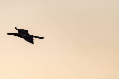 Telephoto of an African Darter - Anhinga rufa- in flight along the Chobe river, Botswana. clipart