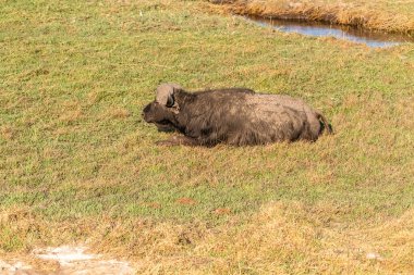 Botswana 'daki Chobe nehrinin kıyısında otlayan Syncerus Kafe adlı bir Bufalo Burnu' nun telefon görüntüsü.