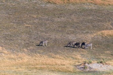 Aerial shot of a herd of Zebras grazing in the Okavango delta wetlands in Botswana.