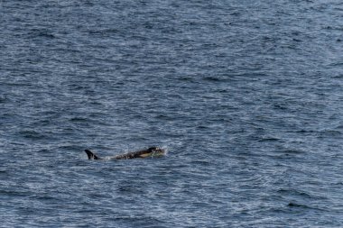 Katil balina Orcinus Orca 'nın yakın çekimi, Anvers Adası yakınlarındaki Antarktika yarımadasının sularında yüzüyor..