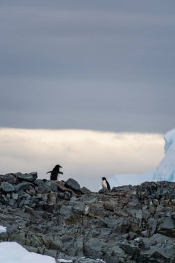 Adelie Pengueni 'nin izlenimi Pygoscelis Adelia- kolonisi, Antarktika Yarımadası' ndaki balık adaları yakınında.