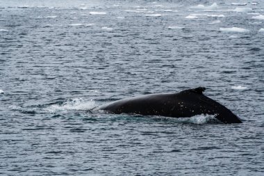 Dalış yapan bir kambur balinanın arkası Megaptera novaeanglia- sırt yüzgeci ve şişme deliği de dahil. Görüntü, Antarktika yarımadasındaki Lemaire kanalının girişinden alınmıştır..