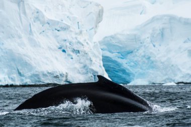 Close-up of the back and dorsal fin of a diving humpback whale -Megaptera novaeangliae. Image taken in the Graham passage, near Charlotte Bay, Antarctic Peninsula clipart