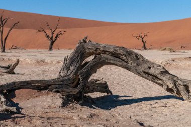 Landscape shot of the iconic dead trees of the Namibian deadvlei area.