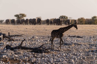 Afrika fili Loxodonta Afrika sürüsü Namibya 'daki Etosha Ulusal Parkı' ndaki bir su birikintisine yaklaşıyor. Ön planda yalnız bir zürafa sürünün gelişini endişeyle bekliyor..