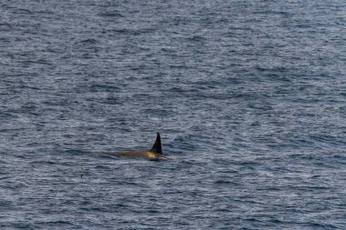 Katil balina Orcinus Orca 'nın yakın çekimi, Anvers Adası yakınlarındaki Antarktika yarımadasının sularında yüzüyor..
