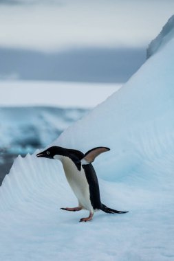 Antarktika Yarımadası 'ndaki balık adalarının yakınlarındaki bir buzdağının üzerinde duran bir Adelie Pengueni' nin yakın çekimi.