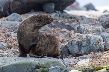 Antarktika Kürk Foku - Arctocephalus ceylanı Antarktika Yarımadası 'ndaki balık adaları yakınlarındaki bir kayanın üzerinde duruyor.