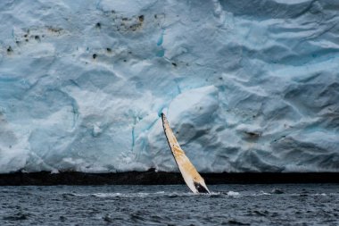 Close-up of the lateral fin of a feeding Humpback Whale -Megaptera novaeangliae- agains the background of a Glacier, near Graham passage and Charlotte Bay on the Antarctic Peninsula clipart