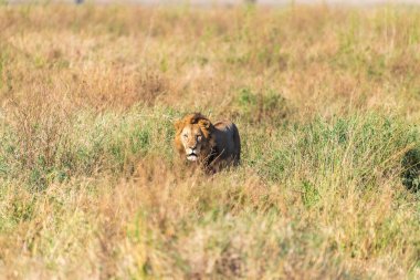 Serengeti, Tanzanya düzlüklerinde yürüyen erkek bir aslan olan Panthera Leo ile yakın temasta..