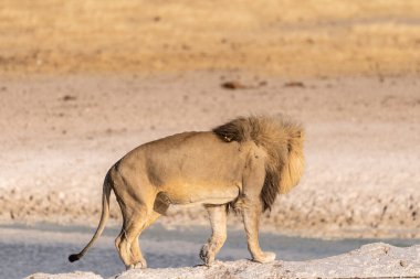 Erkek bir aslanın, Panthera Leo 'nun, Namibya' daki Etosha Ulusal Parkı 'ndaki bir su birikintisinden uzaklaşması..