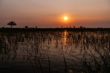 Botsvana 'daki Okavango Deltası' nda güzel bir günbatımının telefon çekimleri..