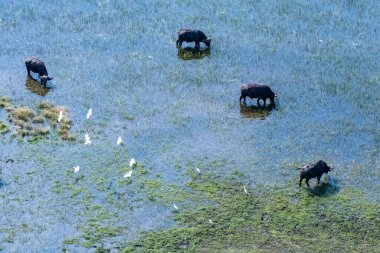 Arial telephoto shot of an African Buffalo -Syncerus caffer- grazing in the Okavango Delta wetlands, Botswana, while a flock of great white egret - Ardea alba- is flying overhead.