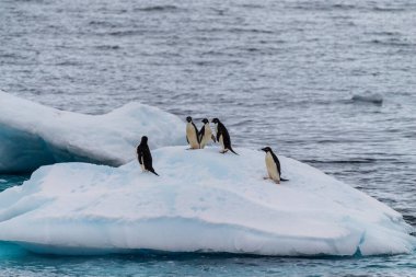 Bir grup Adelie Pengueni - Pygoscelis Adelia- Antarktika Yarımadası boyunca Prospect Point yakınlarındaki bir buzdağında duruyor.
