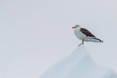 Larus Dominicanus adında bir yosun martısının telefonu buzdağının tepesinde duruyor. Cuverville adası yakınlarında Antarktika yarımadası.